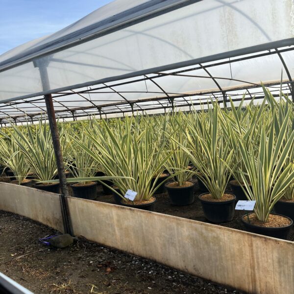 Phormium tenax 'Variegatum' – Image 2