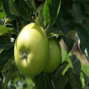 Pommier 'Granny smith'