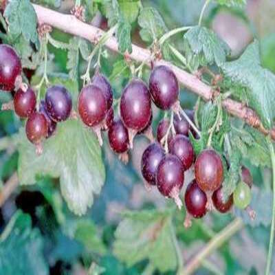 Casseille 'Josta'