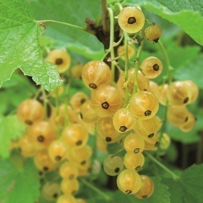 Groseillier Blanc 'Werdavia'