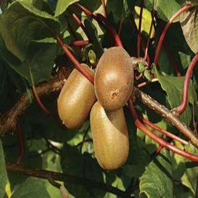 Kiwi ‘Golden’ – Actinidia deliciosa (femelle)
