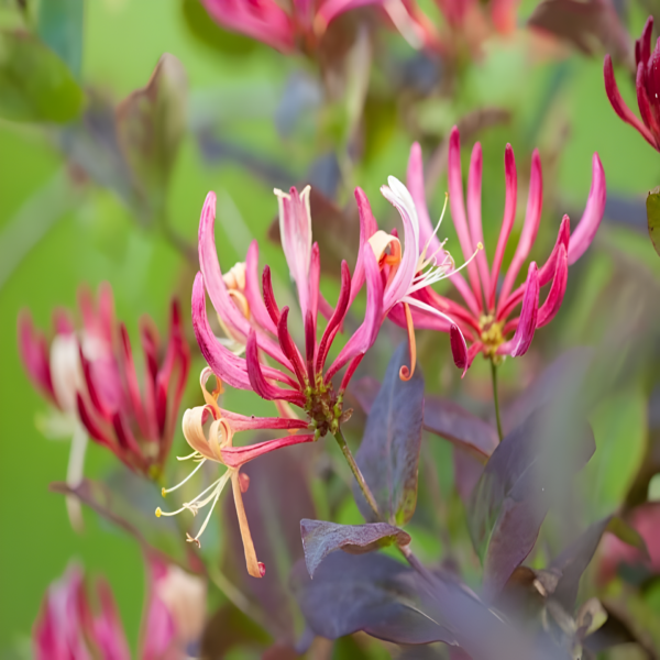 Lonicera per. 'Belgica Select'
