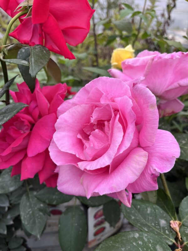 Rosier (Tous coloris) – Image 5