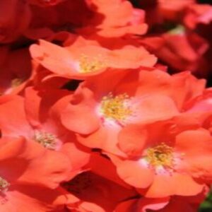 Décorosier 'Isalia'