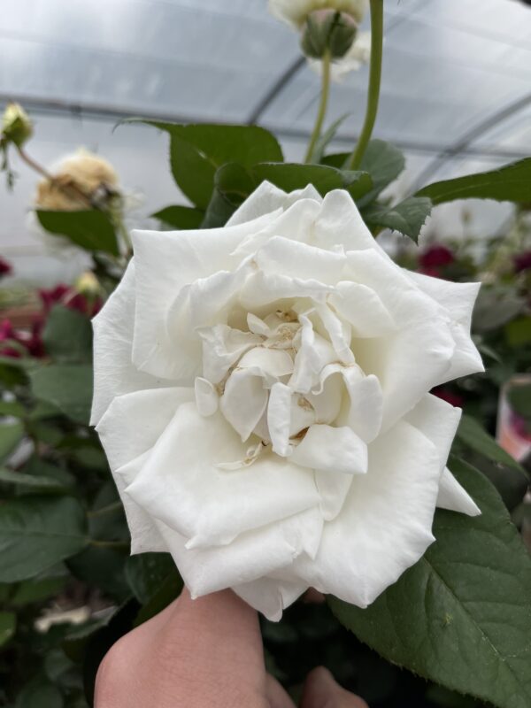Rosier (Tous coloris) – Image 2