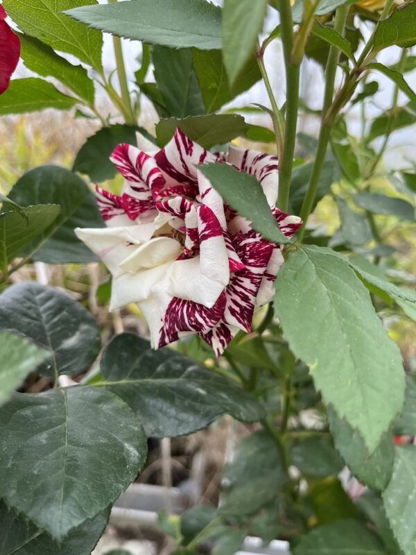 Rosier (Tous coloris) – Image 4