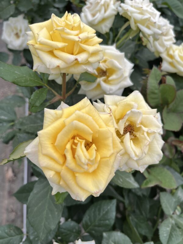 Rosier (Tous coloris) – Image 3