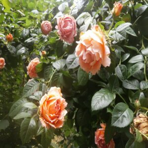 Rosier (Tous coloris)