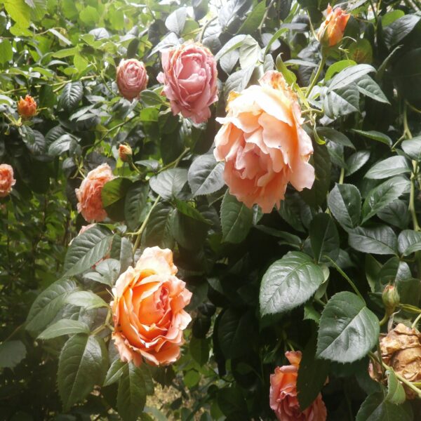 Rosier (Tous coloris)