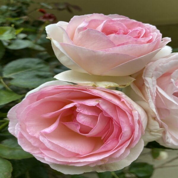 Rosier 'Pierre de Ronsard'