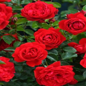 Rosier grimpant 'Florentina' en espalier