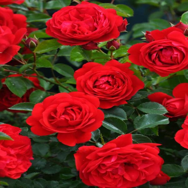 Rosier grimpant 'Florentina' en espalier