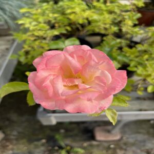 Décorosier 'Mareva'