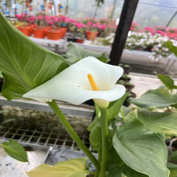 Arum – Image 2