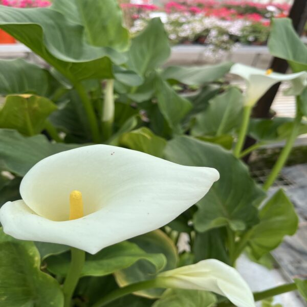 Arum – Image 3