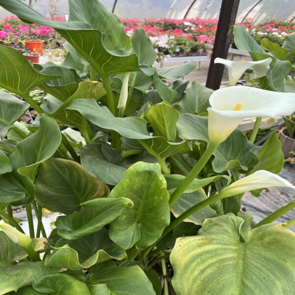 Arum – Image 5