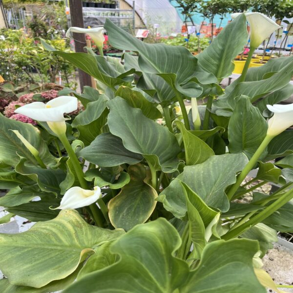 Arum – Image 4