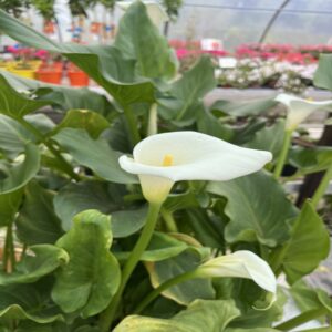 Arum