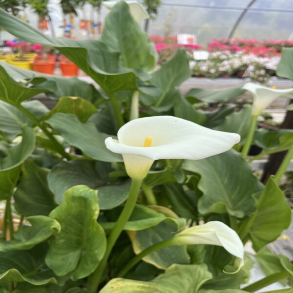 Arum