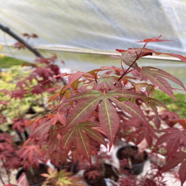 Erable du Japon - Acer palm. Atropurpureum – Image 3