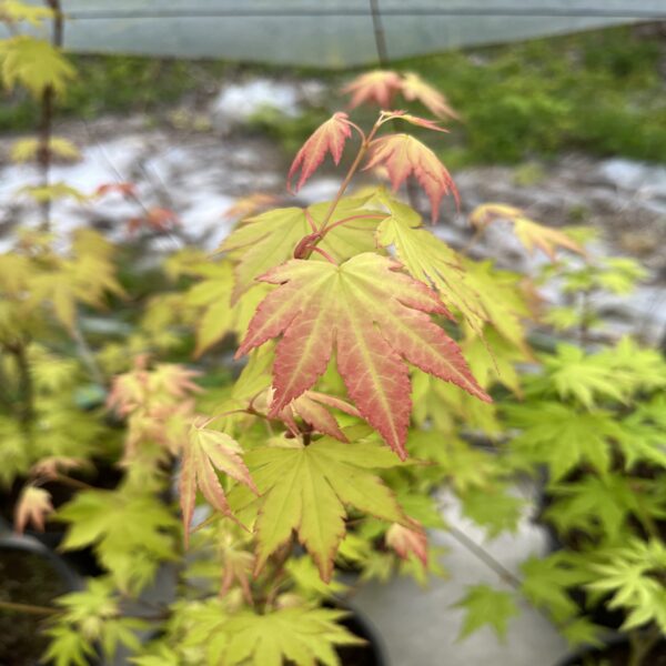 Erable du Japon - Acer palm. 'Orange Dream' – Image 2
