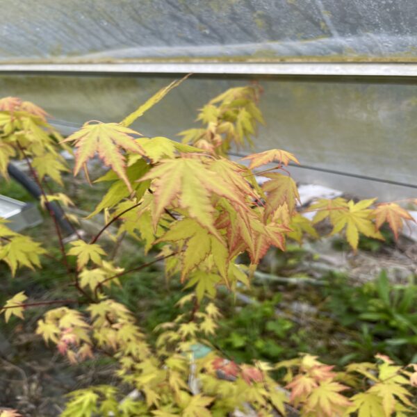 Erable du Japon - Acer palm. 'Orange Dream' – Image 3