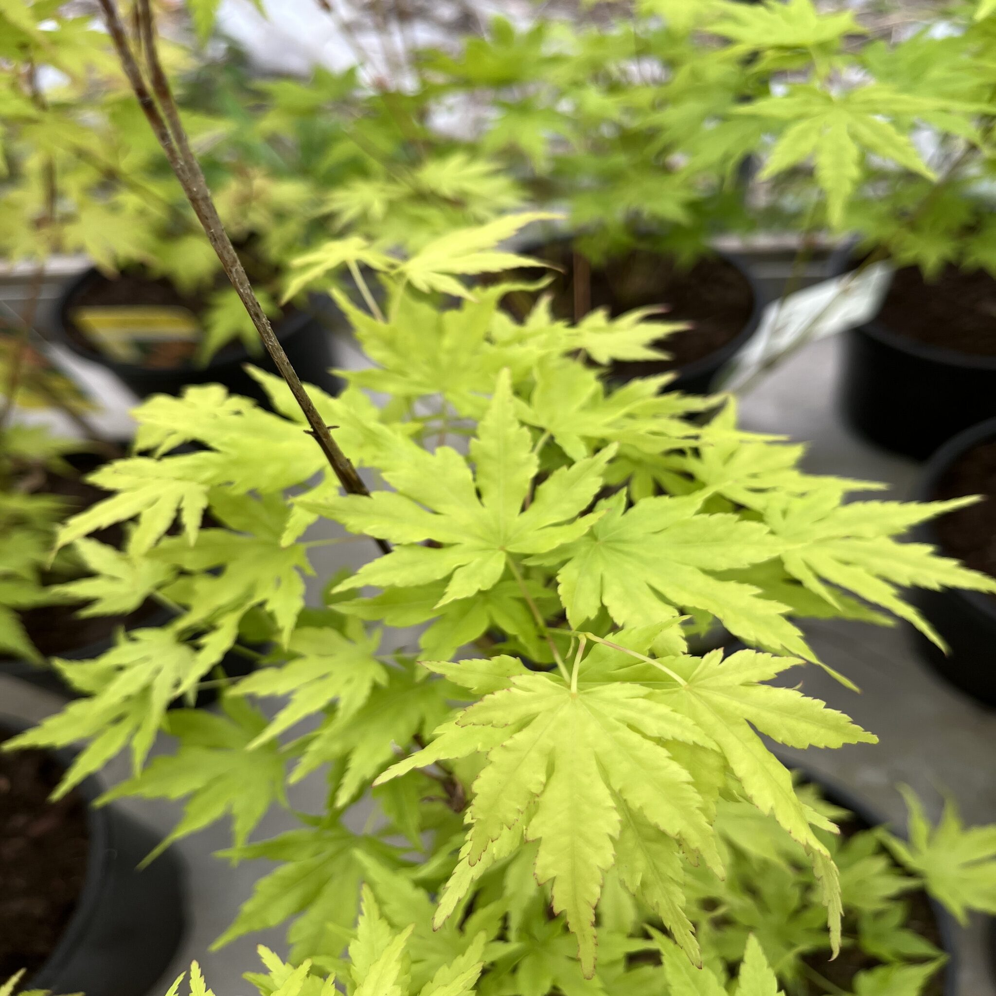 Erable du Japon - Acer palm. 'Going Green'