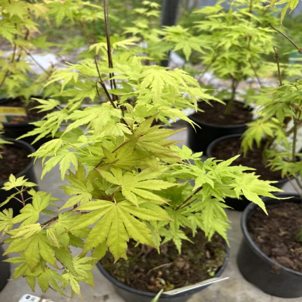 Erable du Japon - Acer palm. 'Going Green' – Image 2