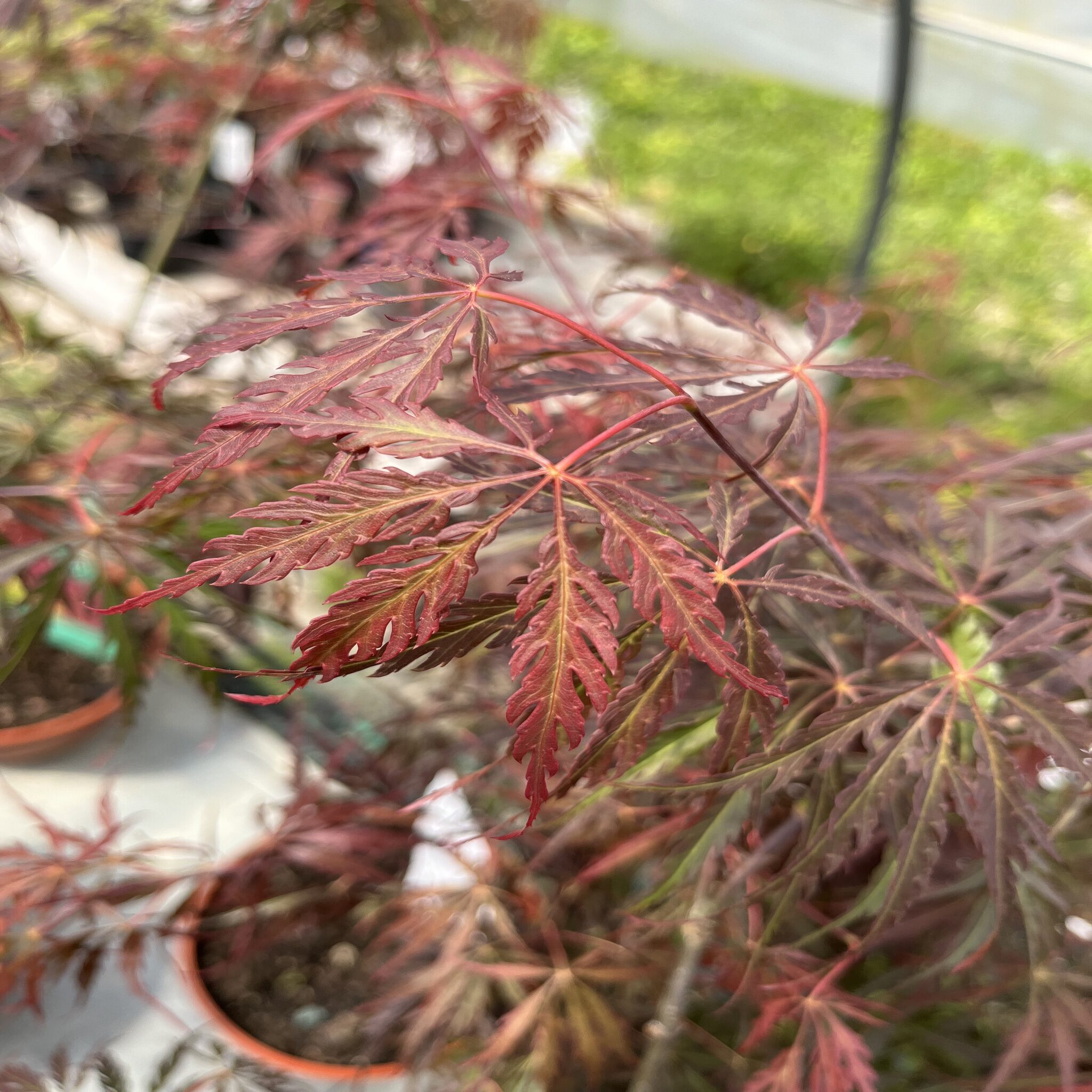 Erable du Japon - Acer palm. dissectum 'Inaba-Shidare'