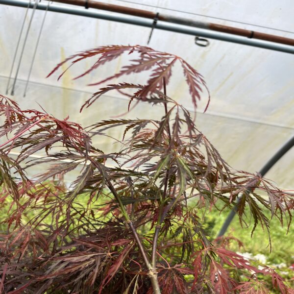 Erable du Japon - Acer palm. dissectum 'Inaba-Shidare' – Image 3