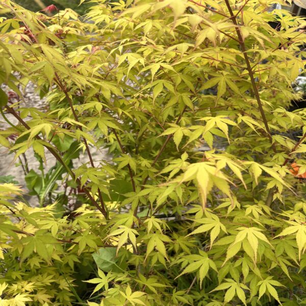 Erable du Japon - Acer palm. 'Orange Dream' – Image 4