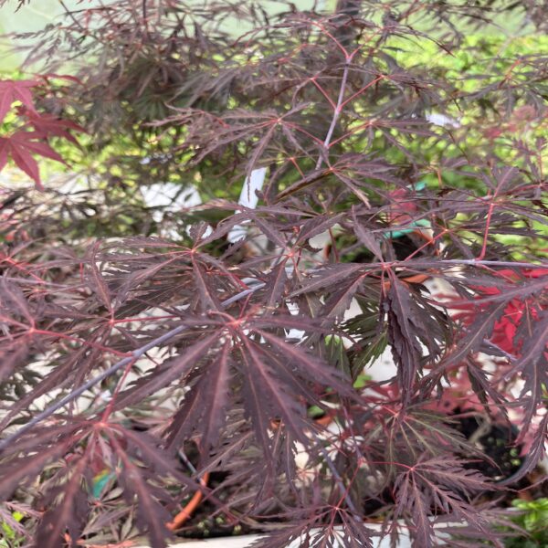 Erable du Japon - Acer palm. dissectum 'Inaba-Shidare' – Image 4