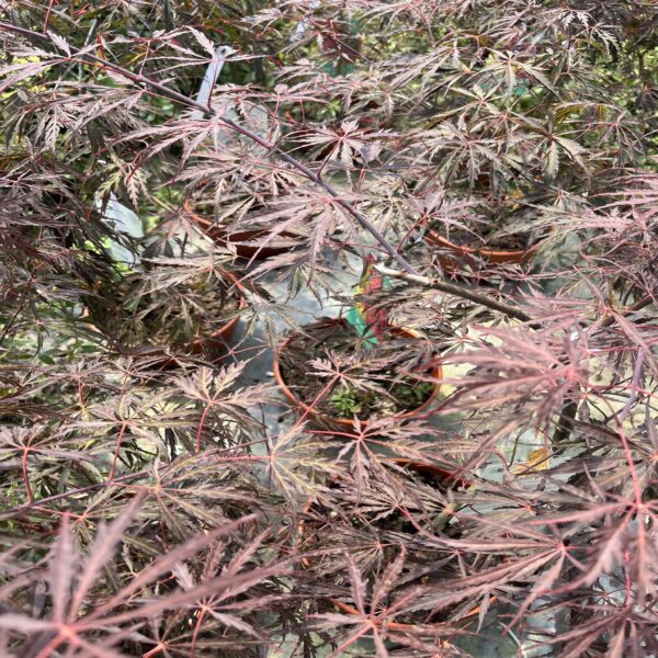 Erable du Japon - Acer palm. dissectum 'Inaba-Shidare' – Image 5