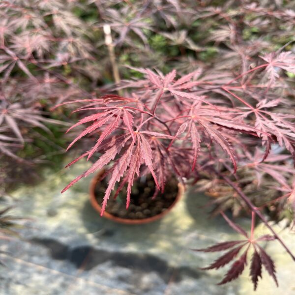 Erable du Japon - Acer palm. dissectum 'Inaba-Shidare' – Image 2