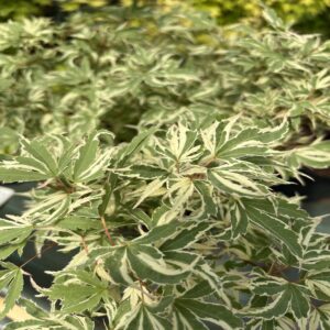 Erable du Japon - Acer palm. 'Butterfly'