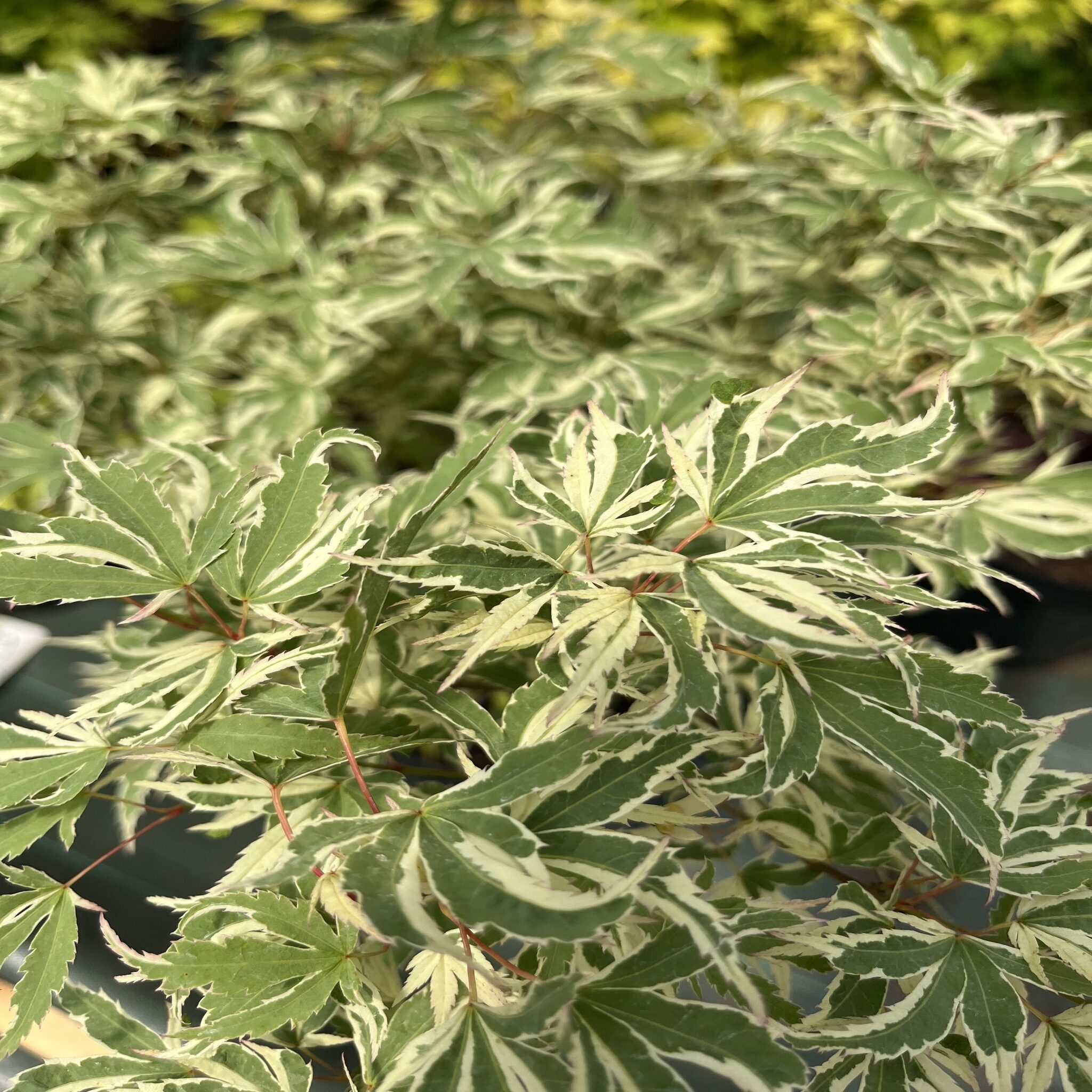 Erable du Japon - Acer palm. 'Butterfly'