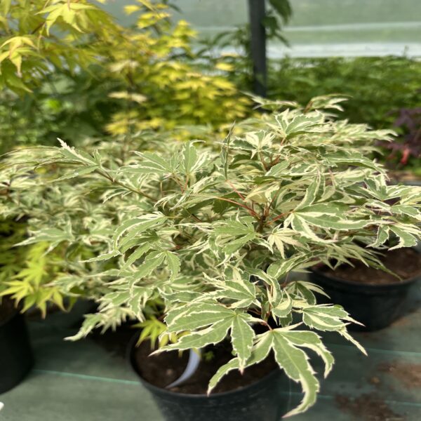 Erable du Japon - Acer palm. 'Butterfly' – Image 2