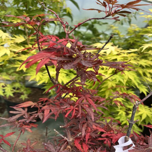Erable du Japon - Acer palm. 'Shaina' – Image 3