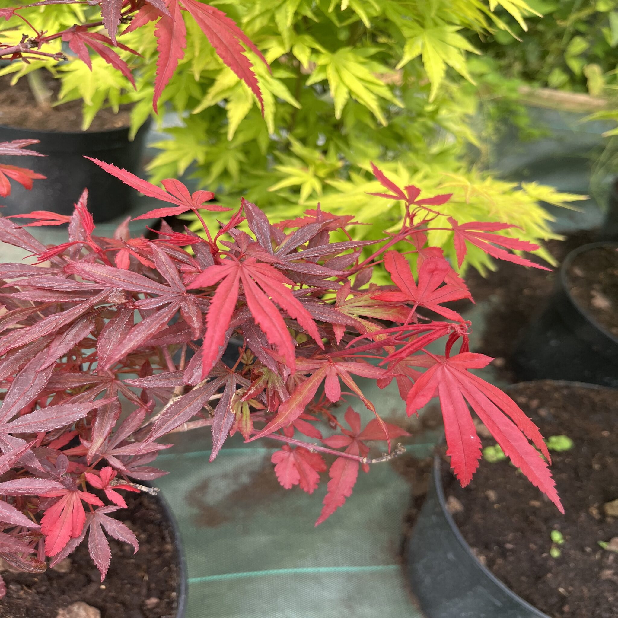 Erable du Japon - Acer palm. 'Shaina'