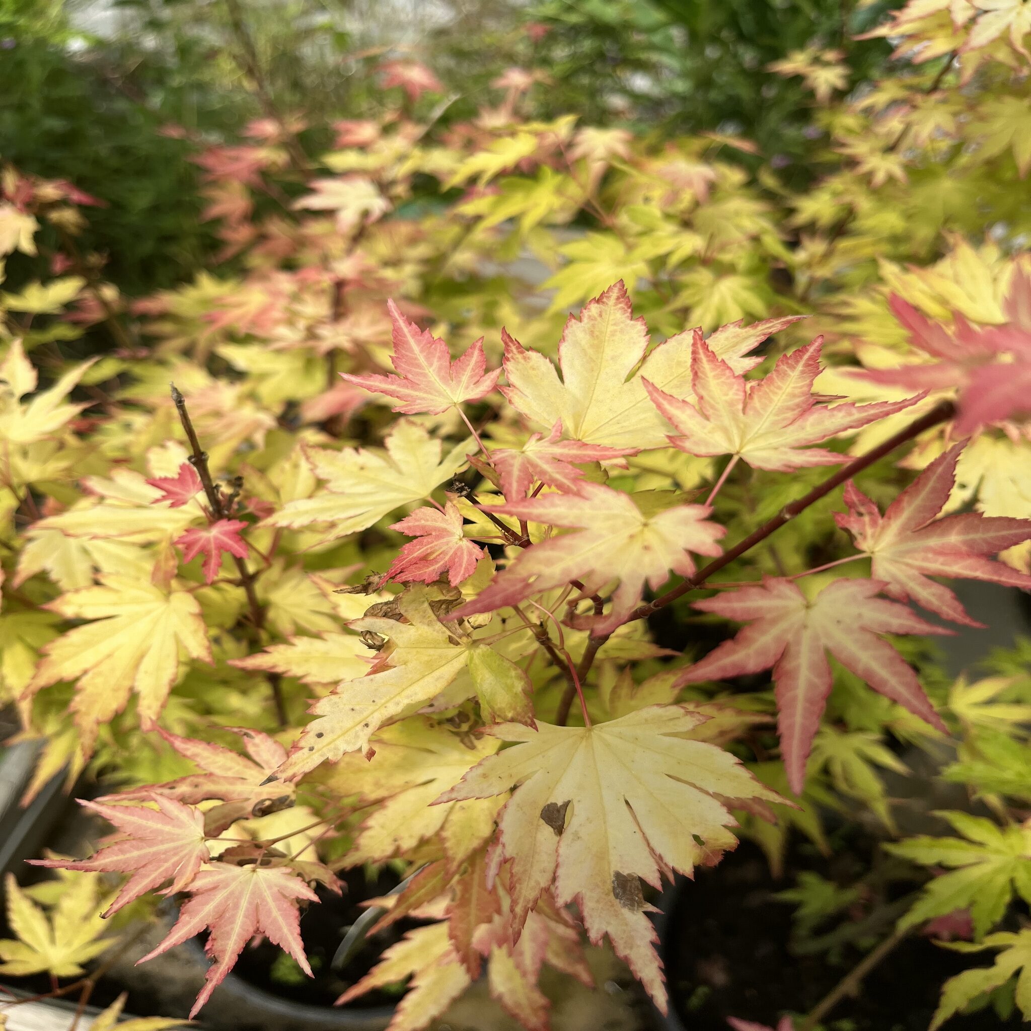 Erable du Japon - Acer palm. 'Orange Dream'