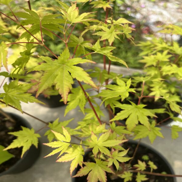 Erable du Japon - Acer palm. 'Going Green' – Image 3