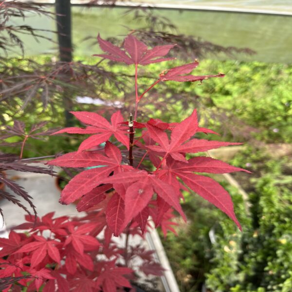 Erable du Japon - Acer palm. 'Shaina' – Image 2