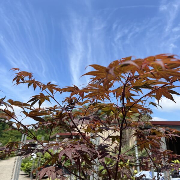 Erable du Japon - Acer palm. Atropurpureum – Image 2