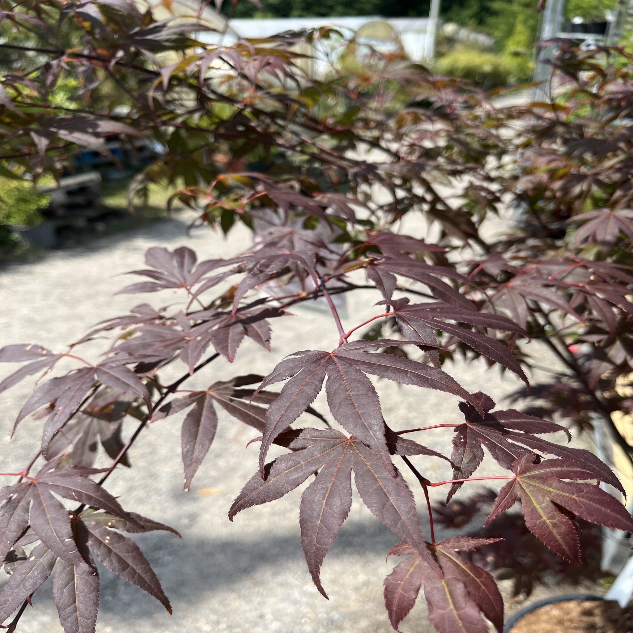 Erable du Japon - Acer palm. Atropurpureum