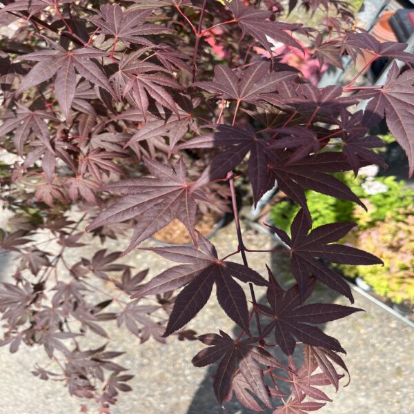 Erable du Japon - Acer palm. Atropurpureum – Image 4