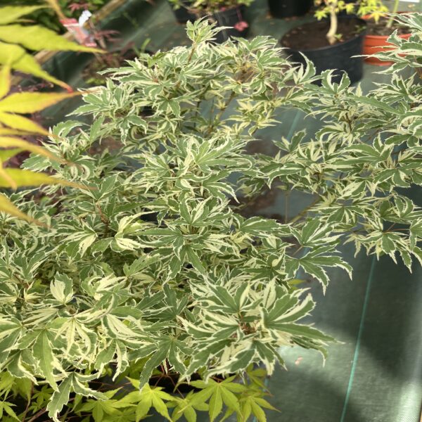 Erable du Japon - Acer palm. 'Butterfly' – Image 3