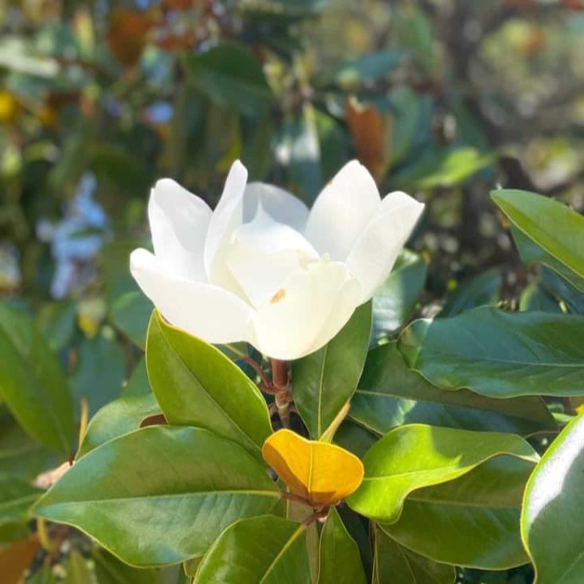 Magnolia x grandiflora 'Galissoniensis'