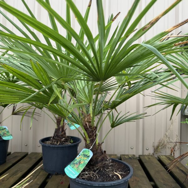 Palmier de Chine - Trachycarpus fortunei – Image 2