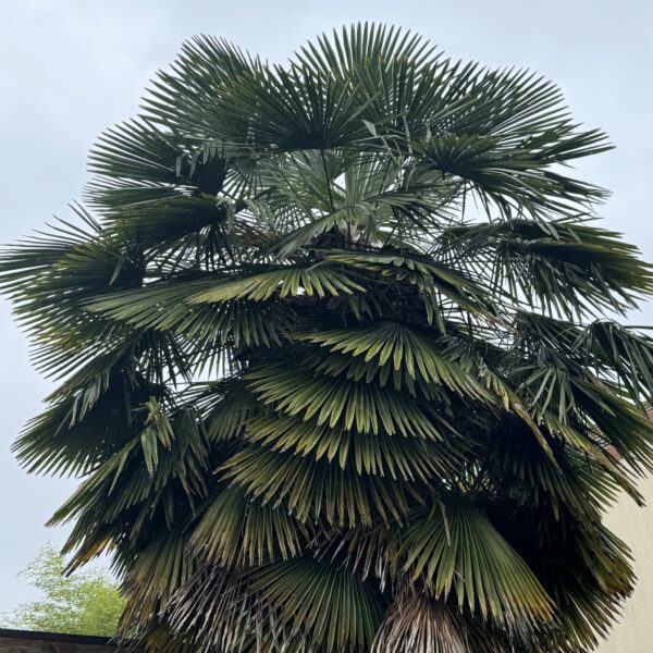 Palmier de Chine - Trachycarpus fortunei – Image 3