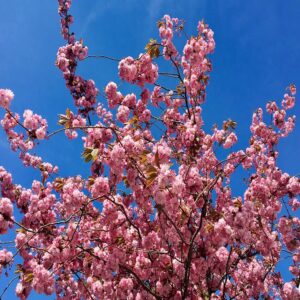Cerisier à fleurs du Japon - Prunus serrulata Kanzan